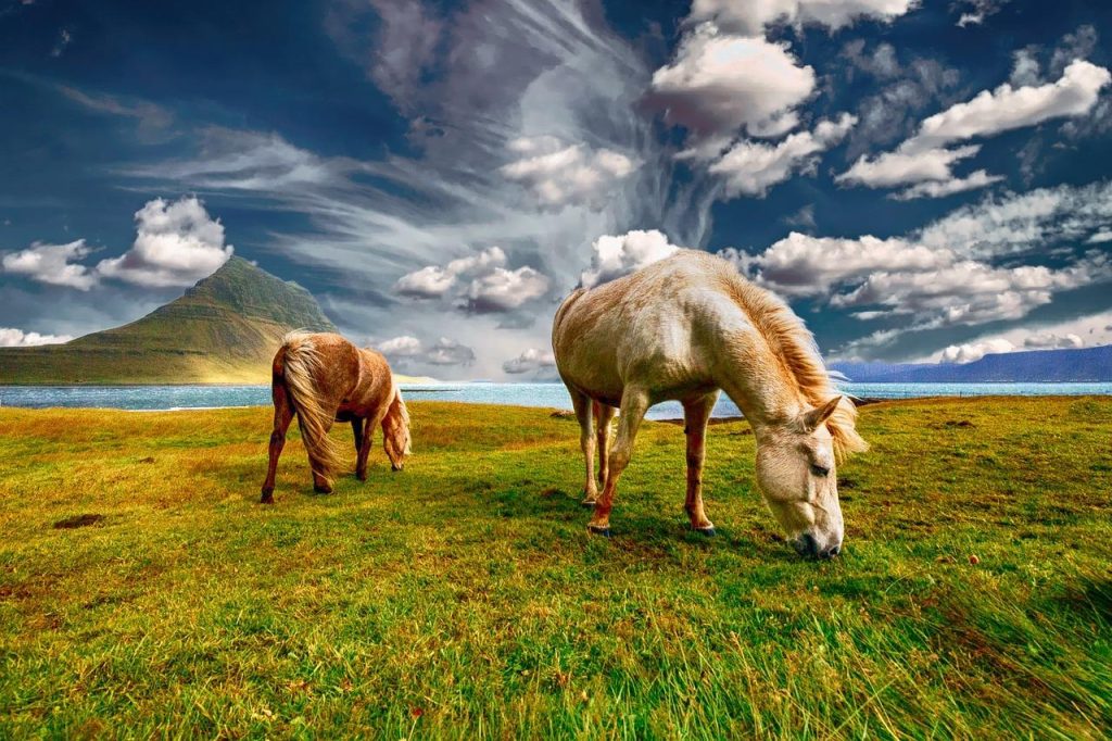 Groep kinderen tijdens een ponykamp, verzorgend en rijdend op pony's in een natuurlijke omgeving